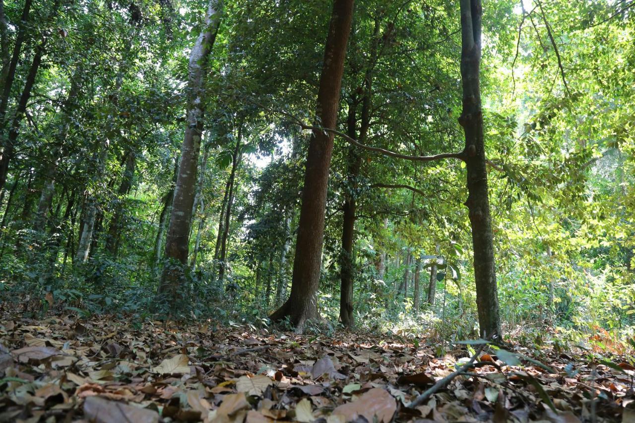 The Mana-Heritage Stay - Chengazhimattam Mana Kottayam Zewnętrze zdjęcie