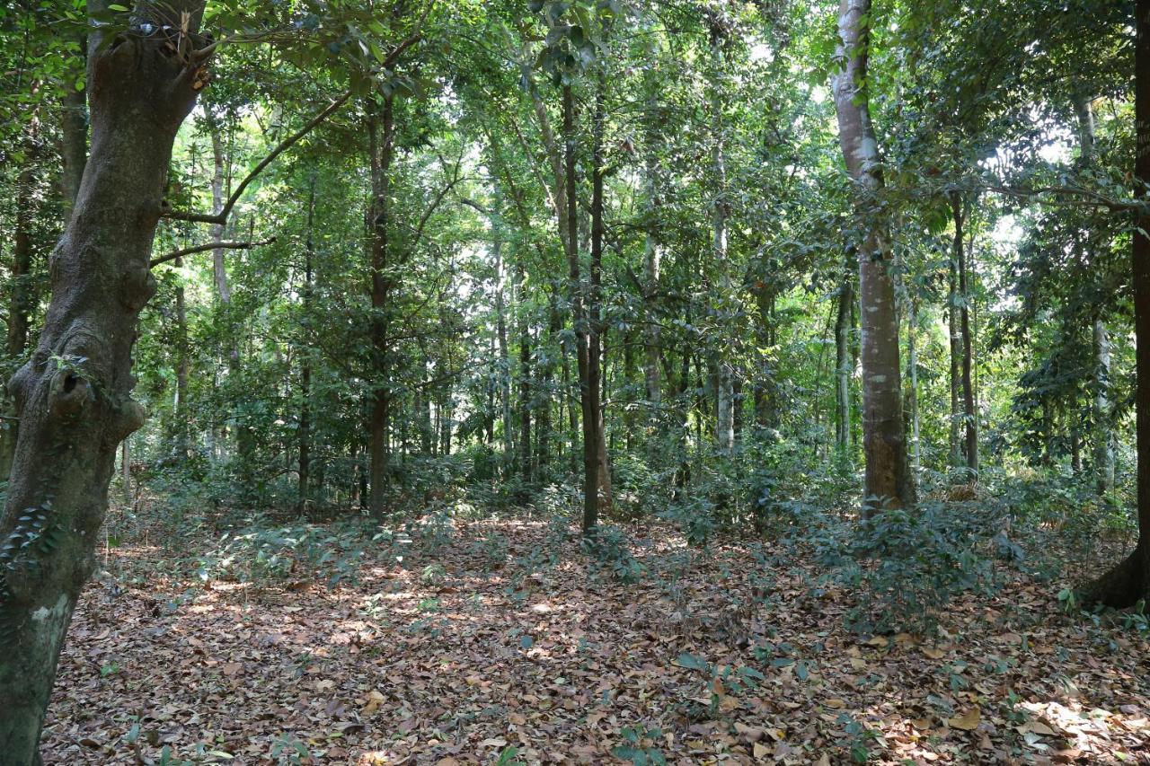 The Mana-Heritage Stay - Chengazhimattam Mana Kottayam Zewnętrze zdjęcie